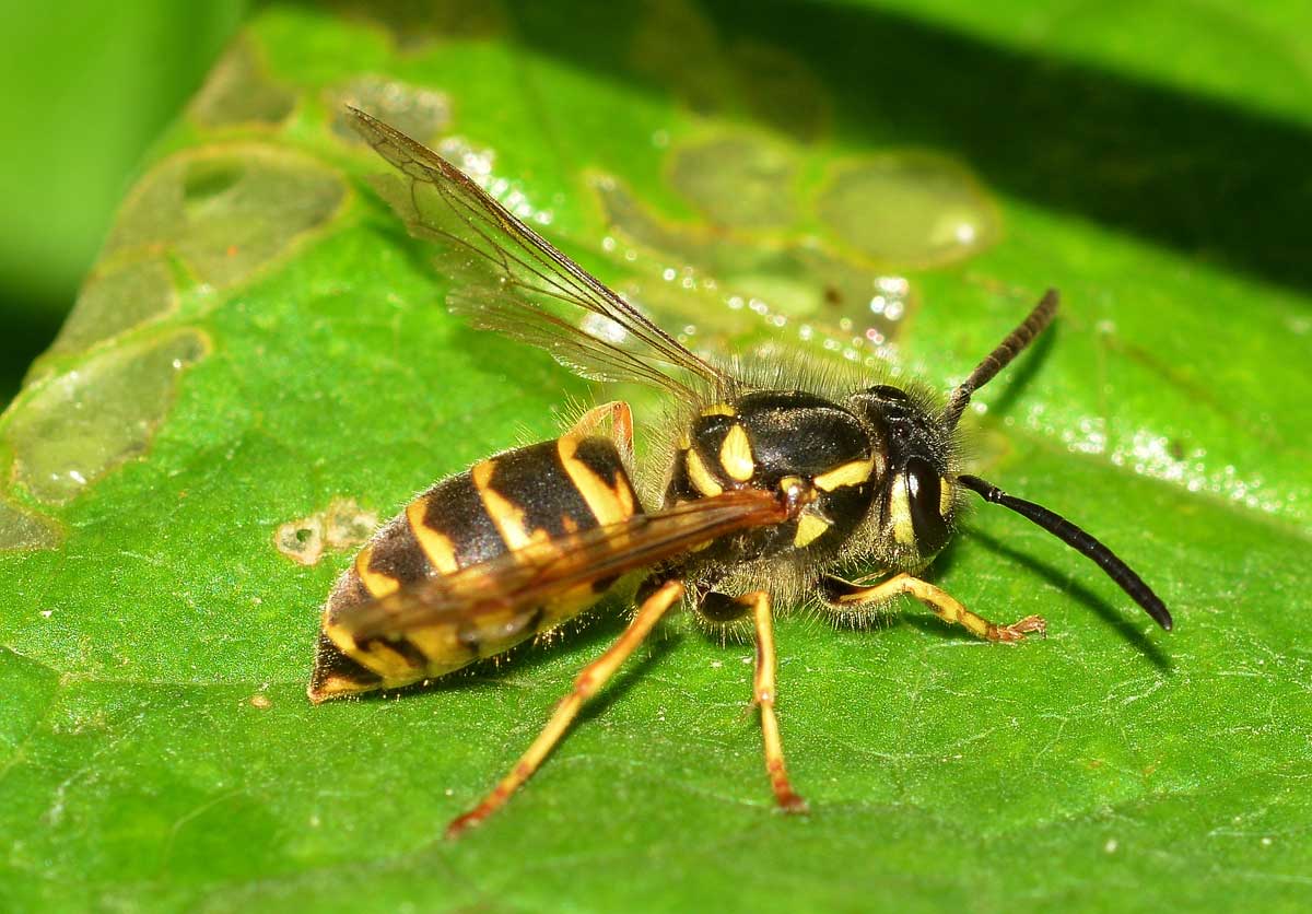 Vespula cfr. vulgaris