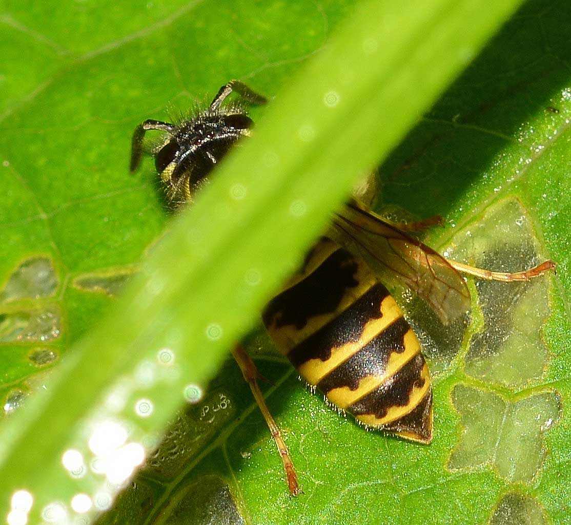 Vespula cfr. vulgaris