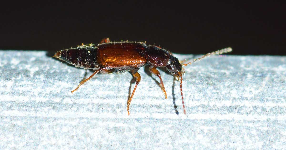 Staphylinidae, Omaliinae