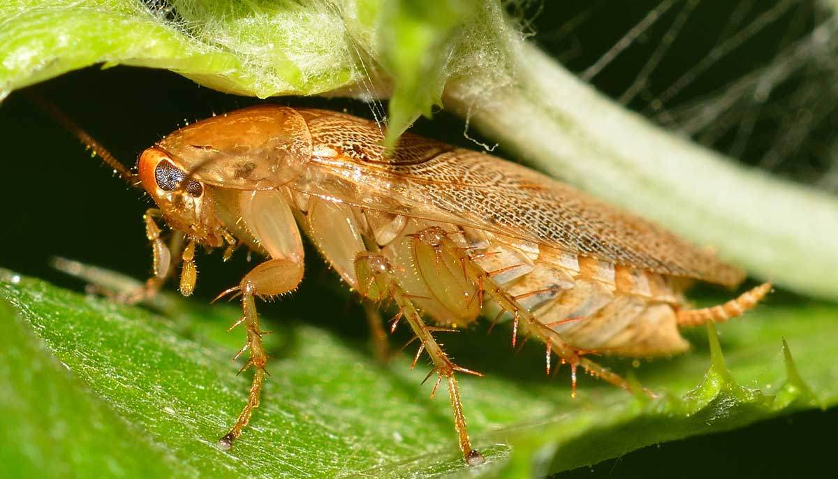 Ectobius vittiventris femmina