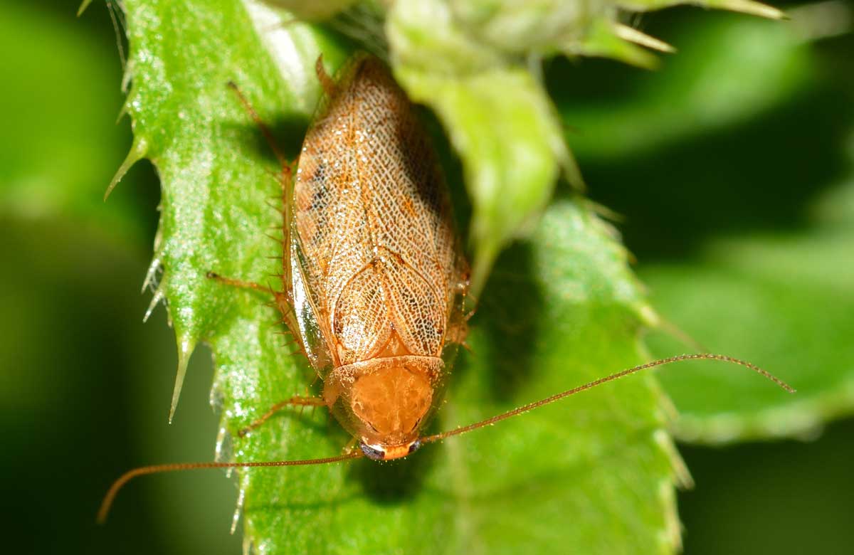 Ectobius vittiventris femmina