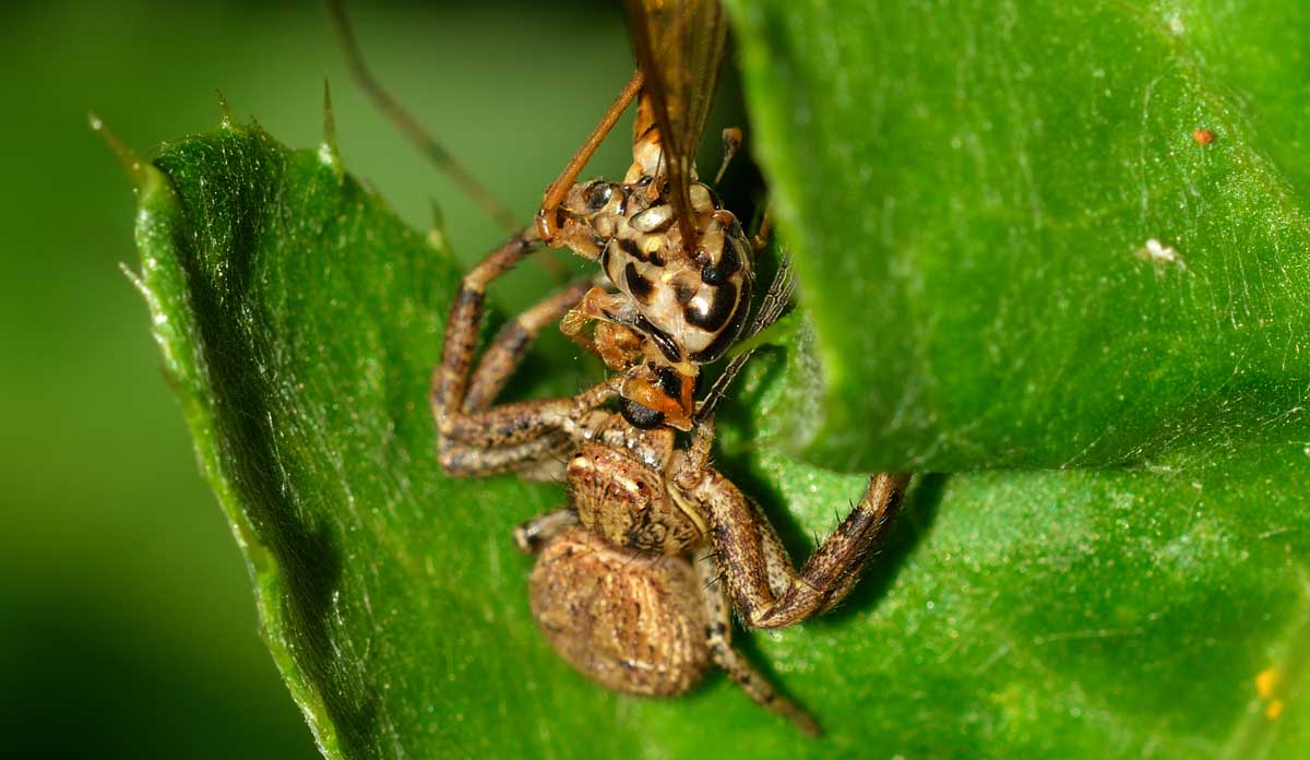 Xysticus sp. con preda - Novara