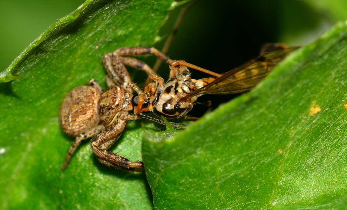 Xysticus sp. con preda - Novara