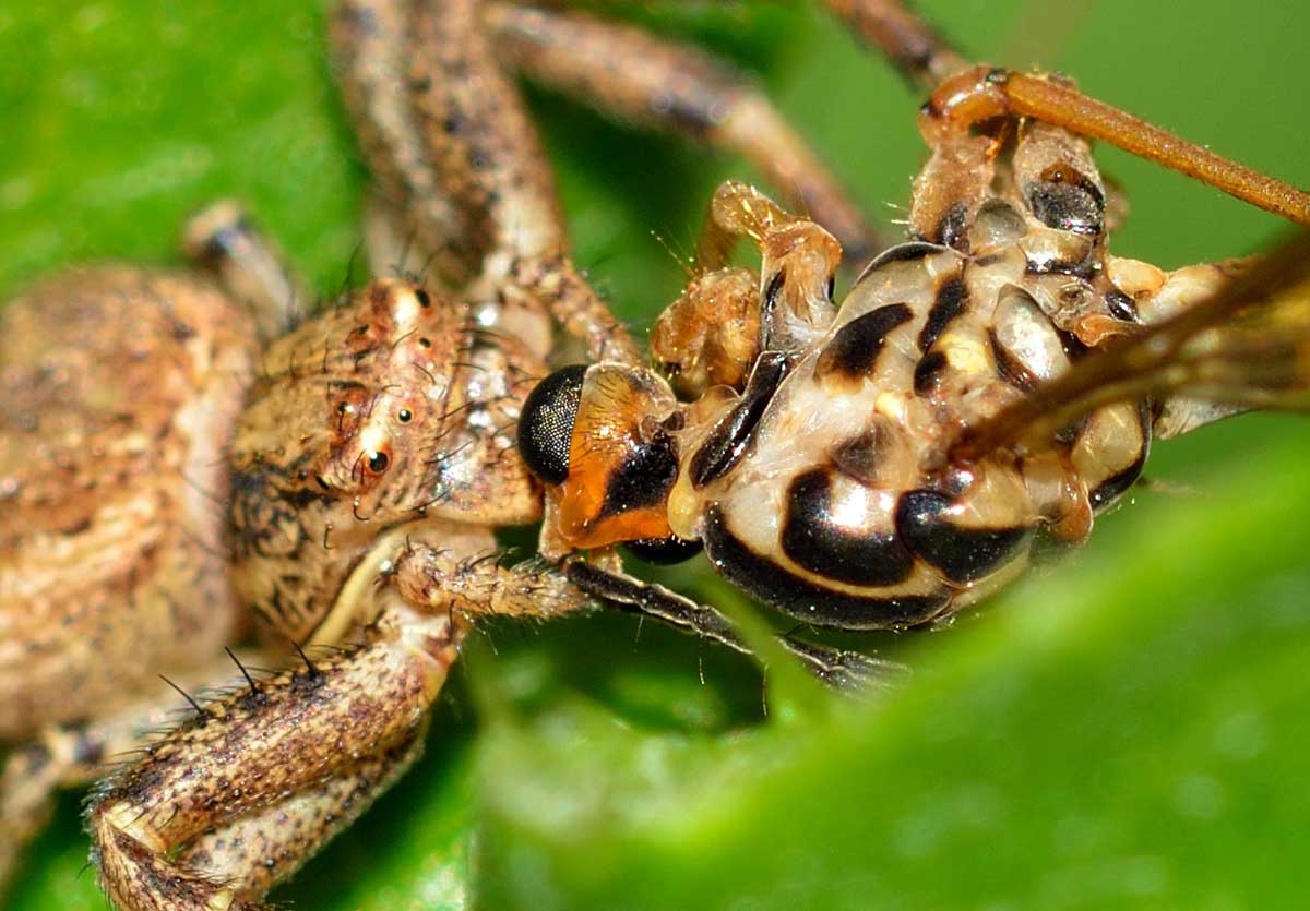 Xysticus sp. con preda - Novara