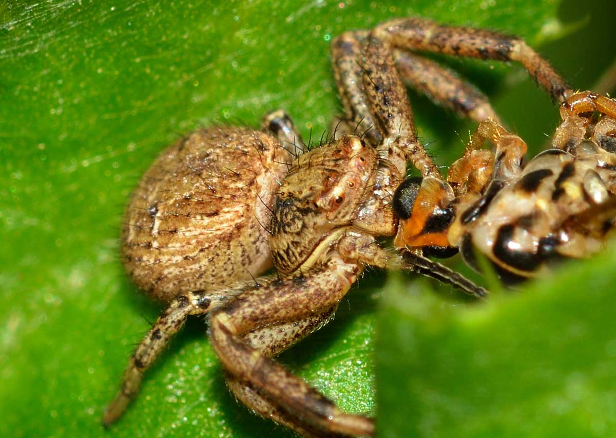 Xysticus sp. con preda - Novara