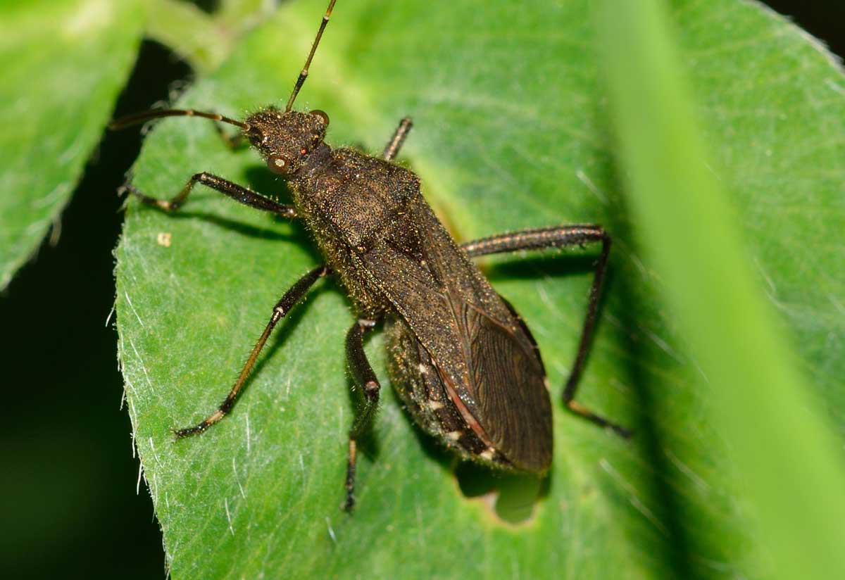 Alydidae: Alydus calcaratus del Piemonte (NO)