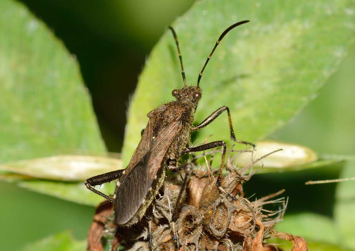 Alydidae: Alydus calcaratus del Piemonte (NO)