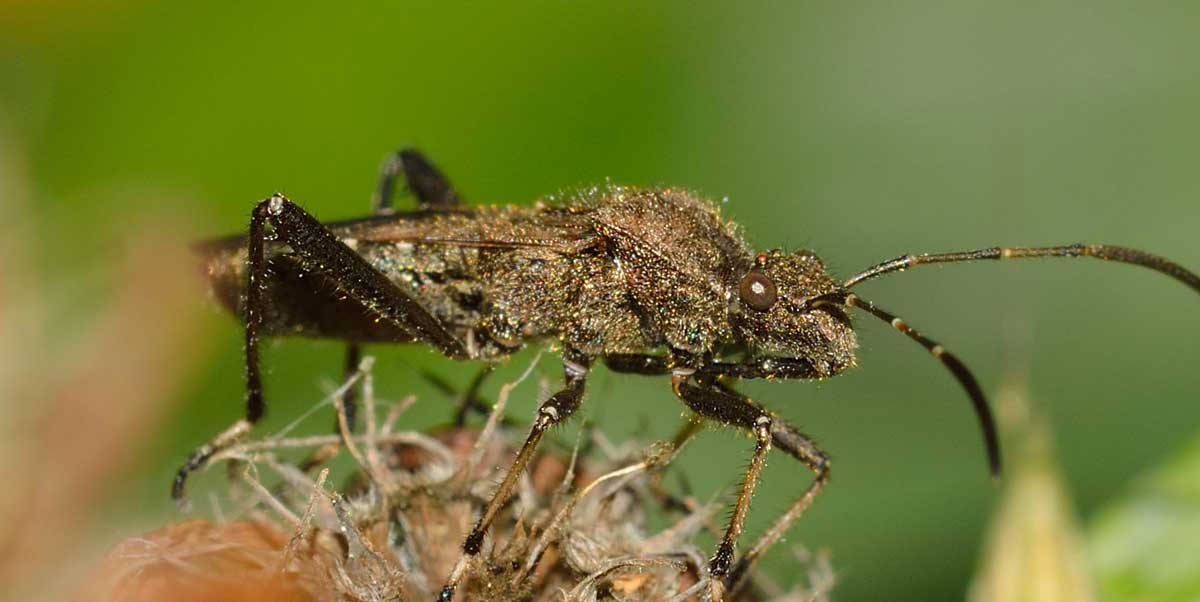 Alydidae: Alydus calcaratus del Piemonte (NO)