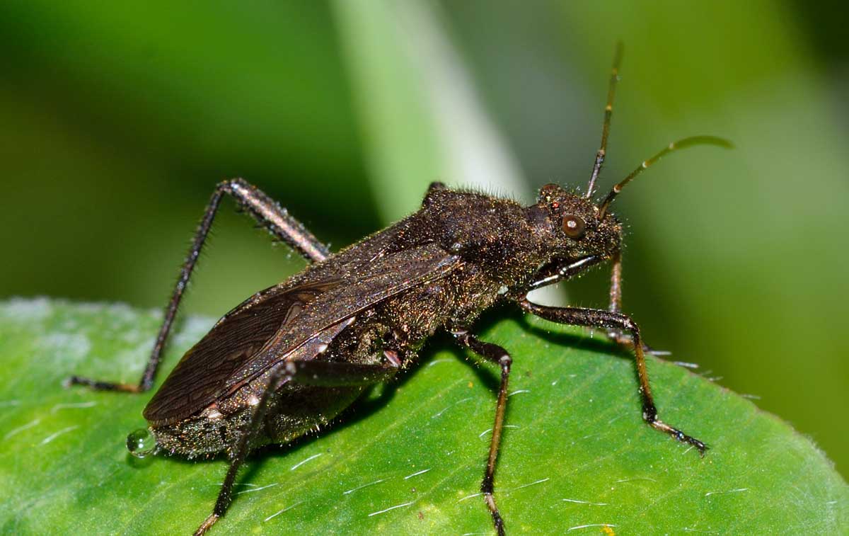 Alydidae: Alydus calcaratus del Piemonte (NO)