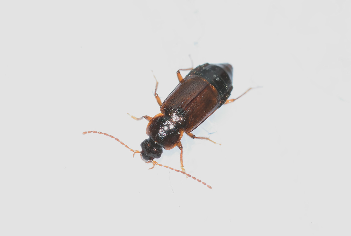 Staphylinidae, Omaliinae