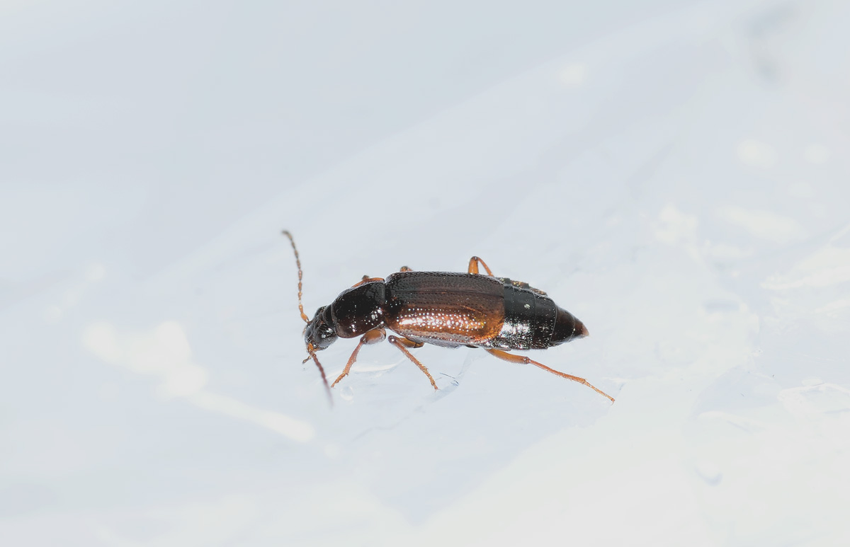 Staphylinidae, Omaliinae