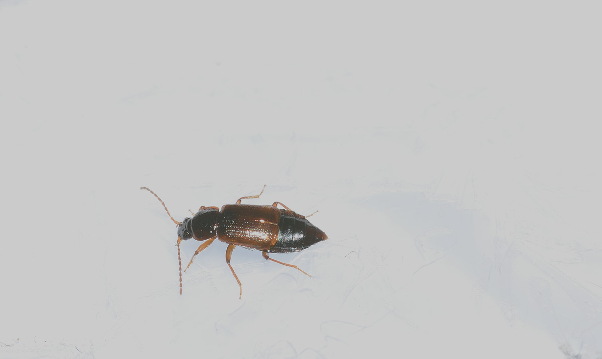 Staphylinidae, Omaliinae