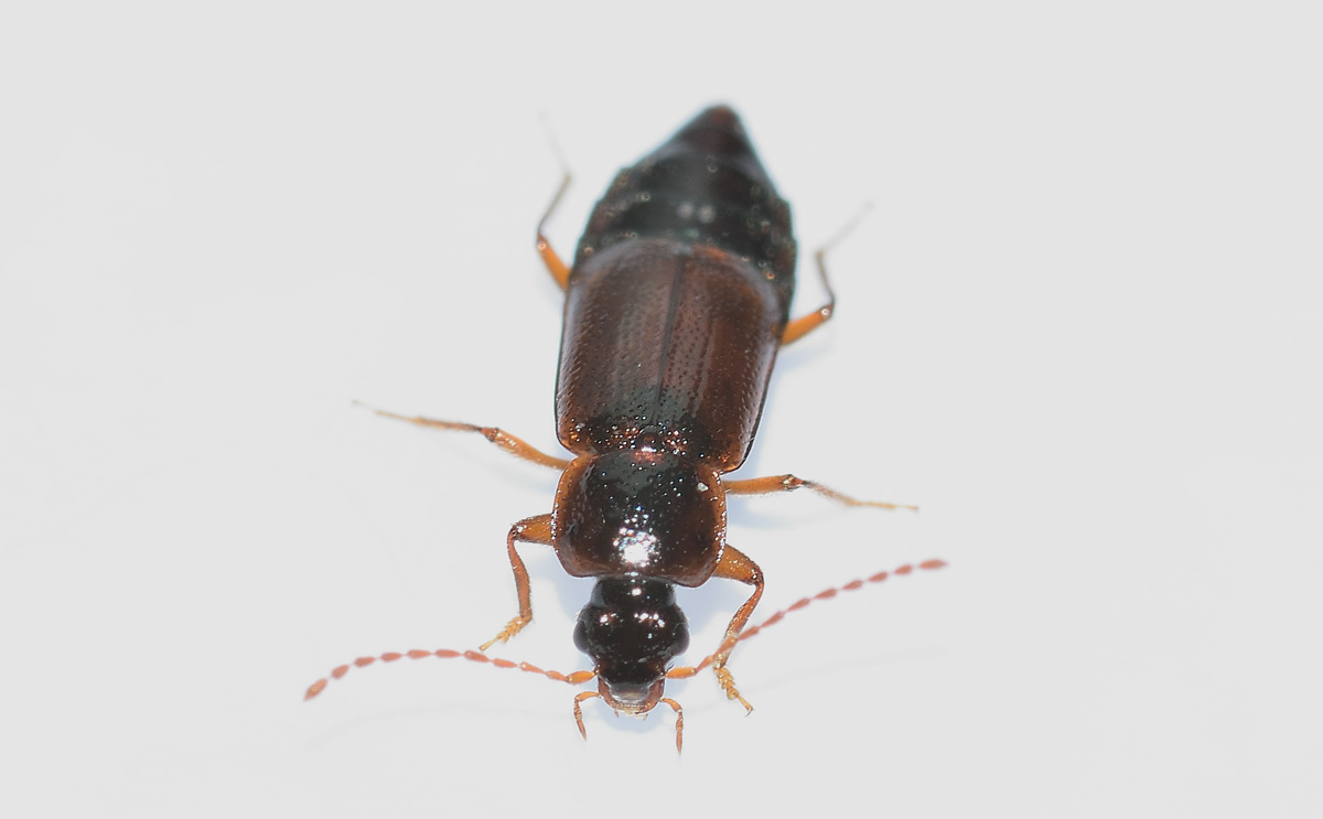 Staphylinidae, Omaliinae