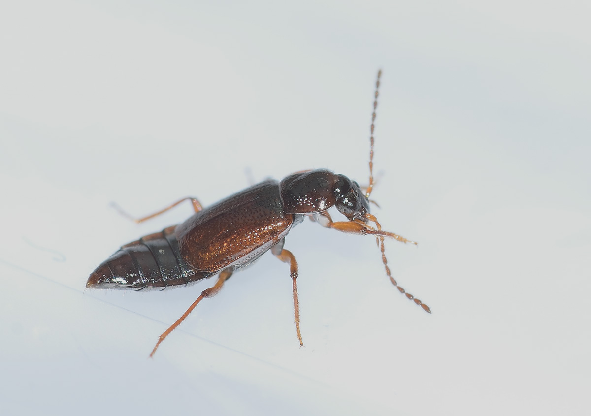 Staphylinidae, Omaliinae