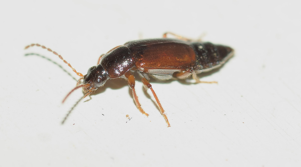 Staphylinidae, Omaliinae