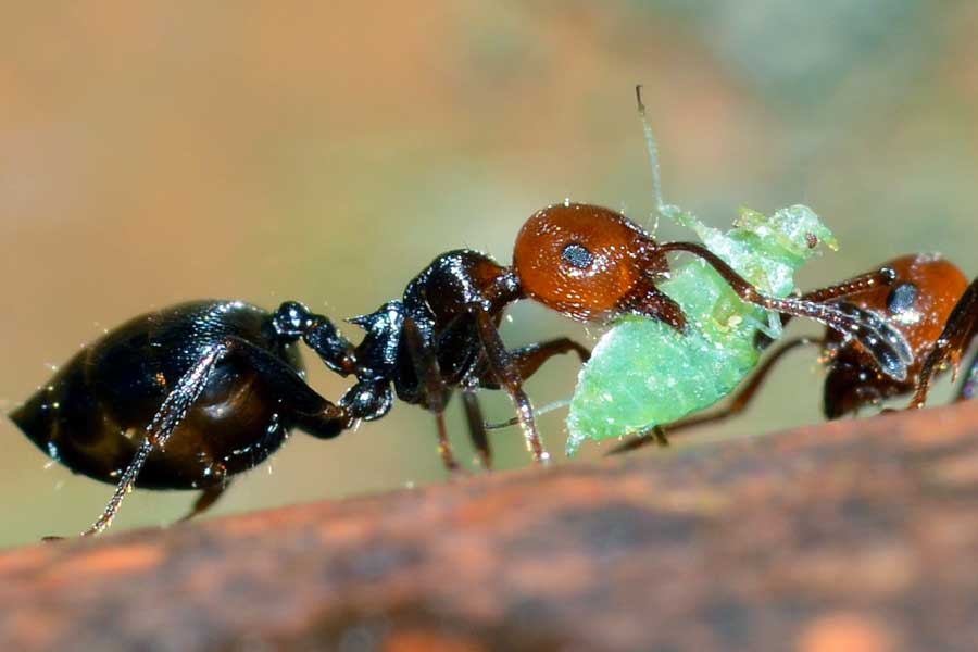 Crematogaster scutellaris