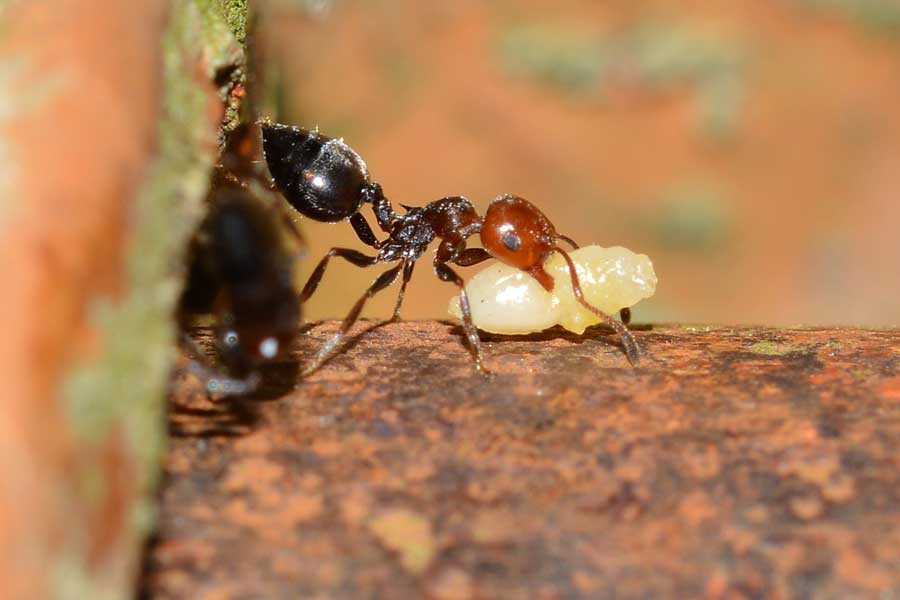 Crematogaster scutellaris