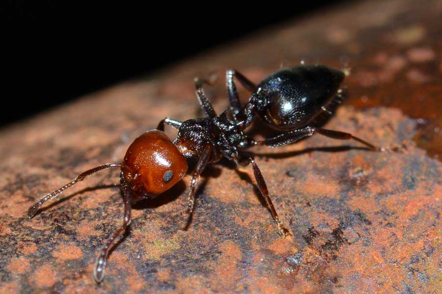 Crematogaster scutellaris