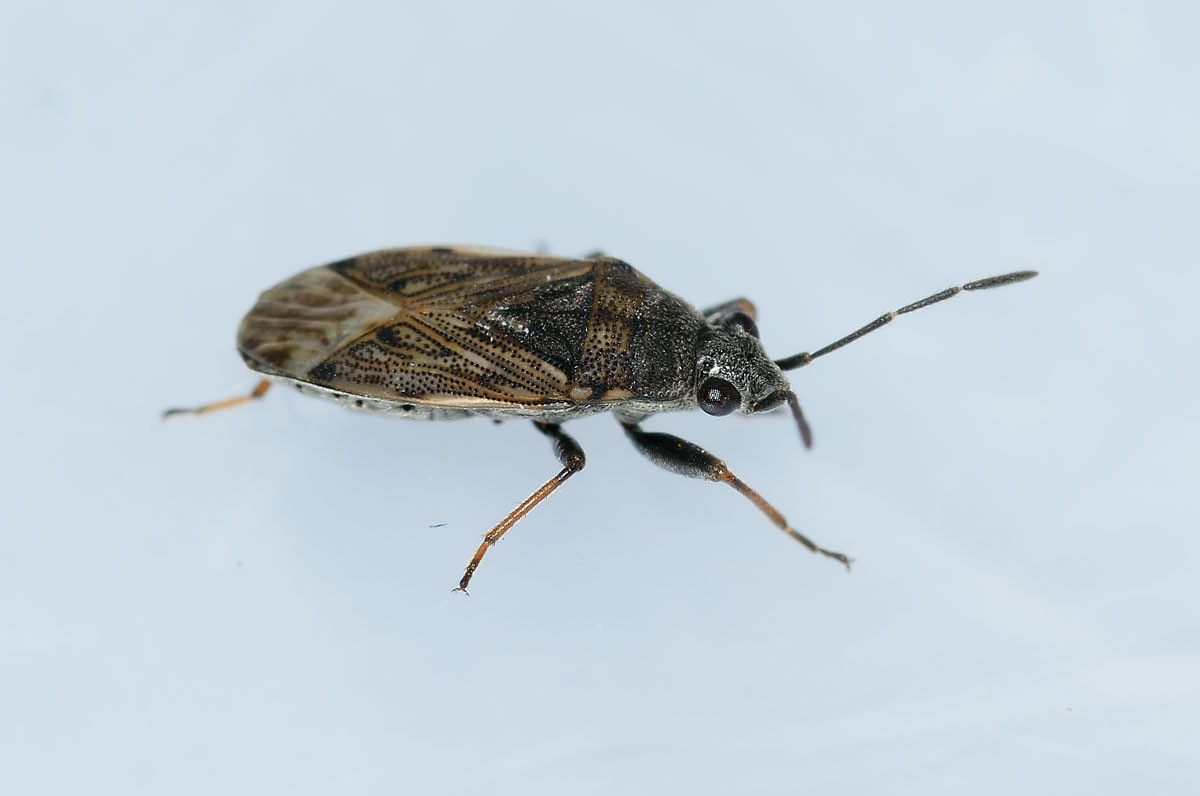 Lygaeidae: Peritrechus gracilicornis