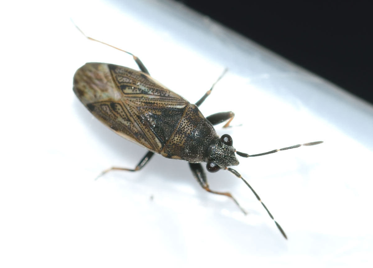 Lygaeidae: Peritrechus gracilicornis