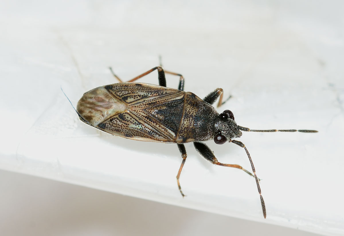 Lygaeidae: Peritrechus gracilicornis