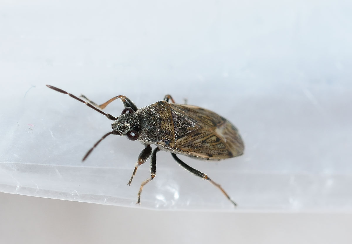 Lygaeidae: Peritrechus gracilicornis