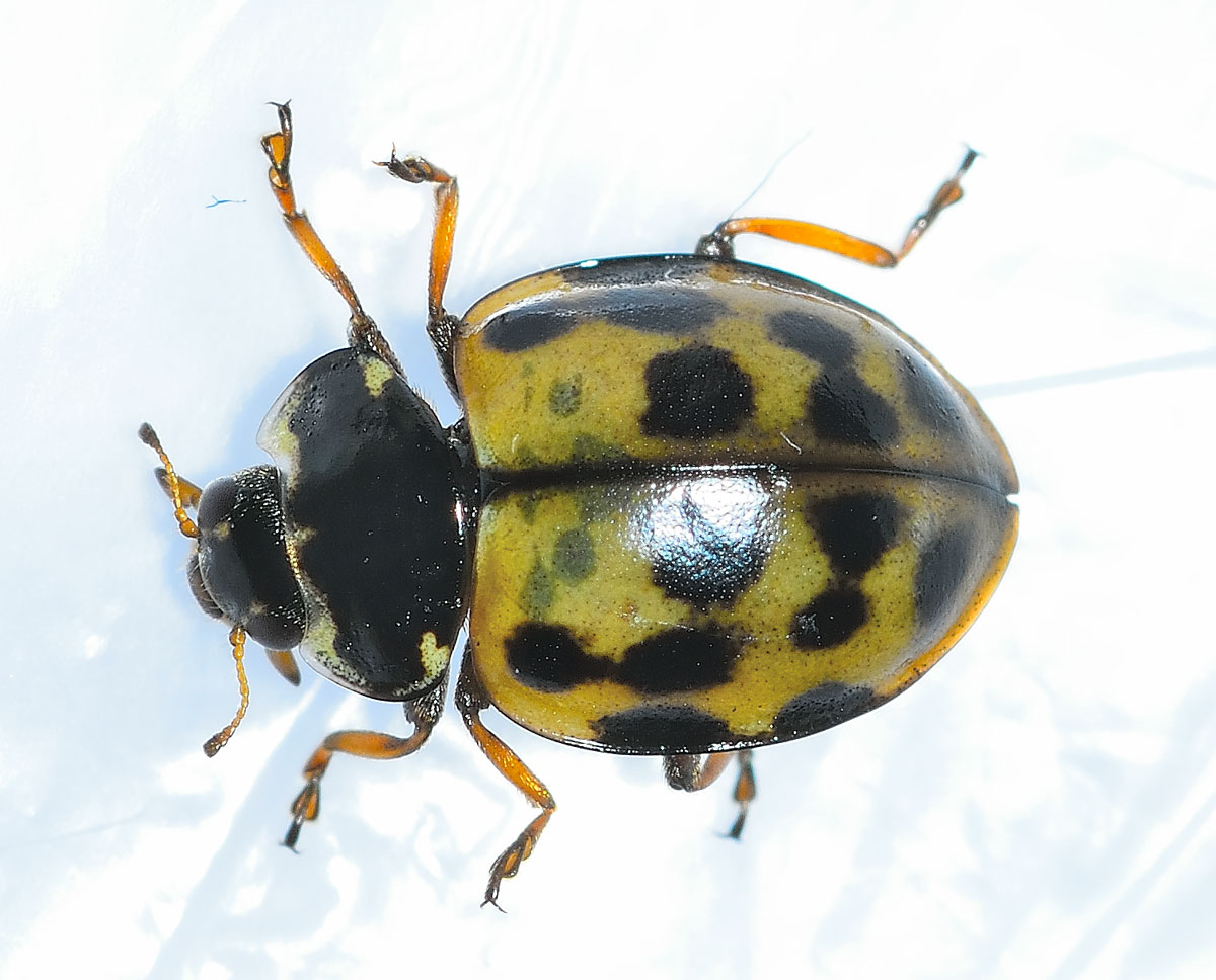 Harmonia quadripunctata, Coccinellidae