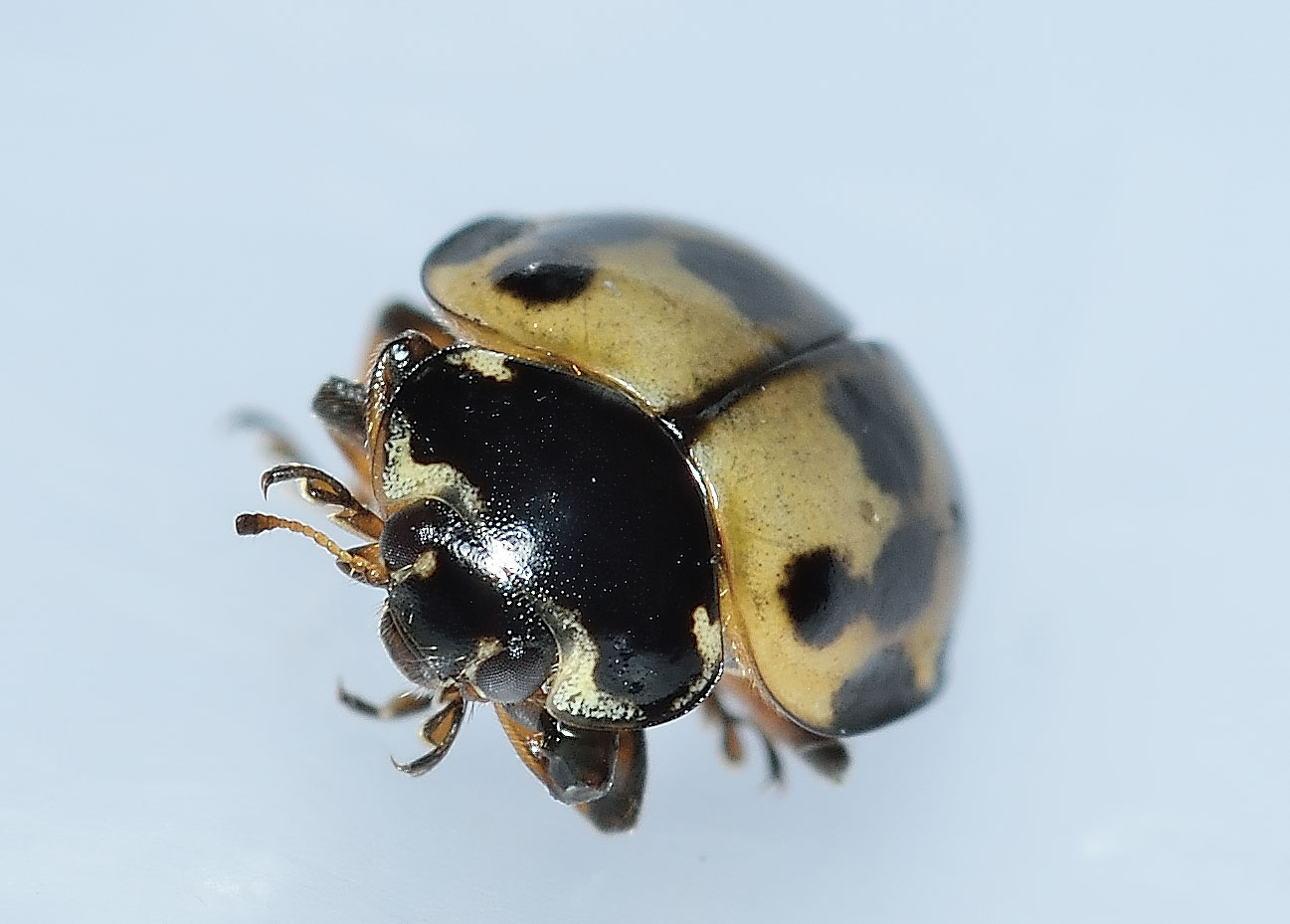 Harmonia quadripunctata, Coccinellidae