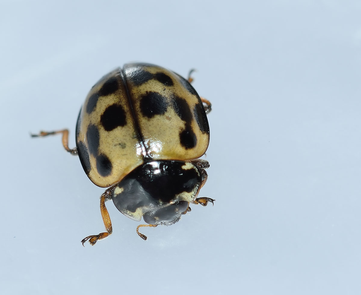 Harmonia quadripunctata, Coccinellidae