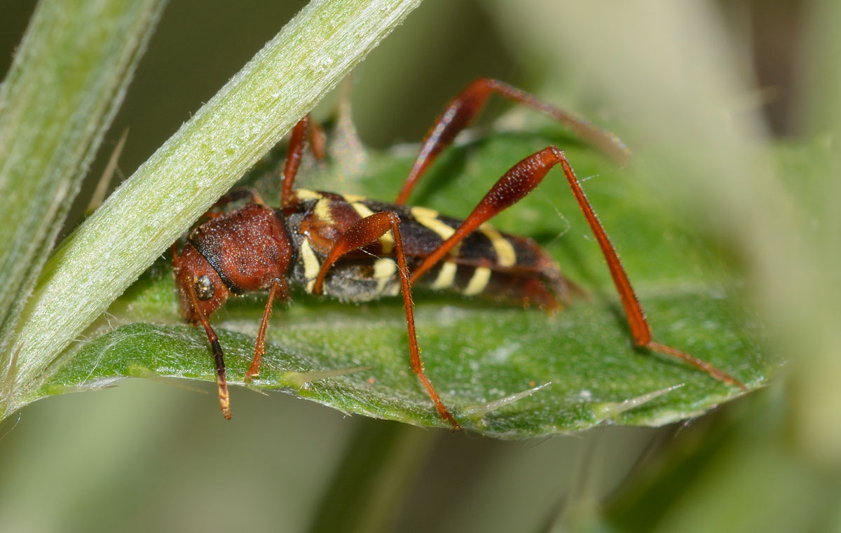 Neoclytus acuminatus  (Cerambycidae)