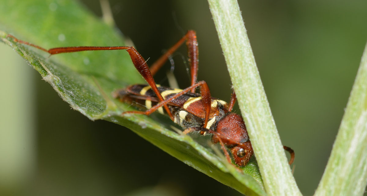 Neoclytus acuminatus  (Cerambycidae)