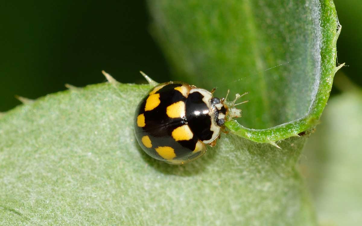 Propylea quatuordecimpunctata, Coccinellidae