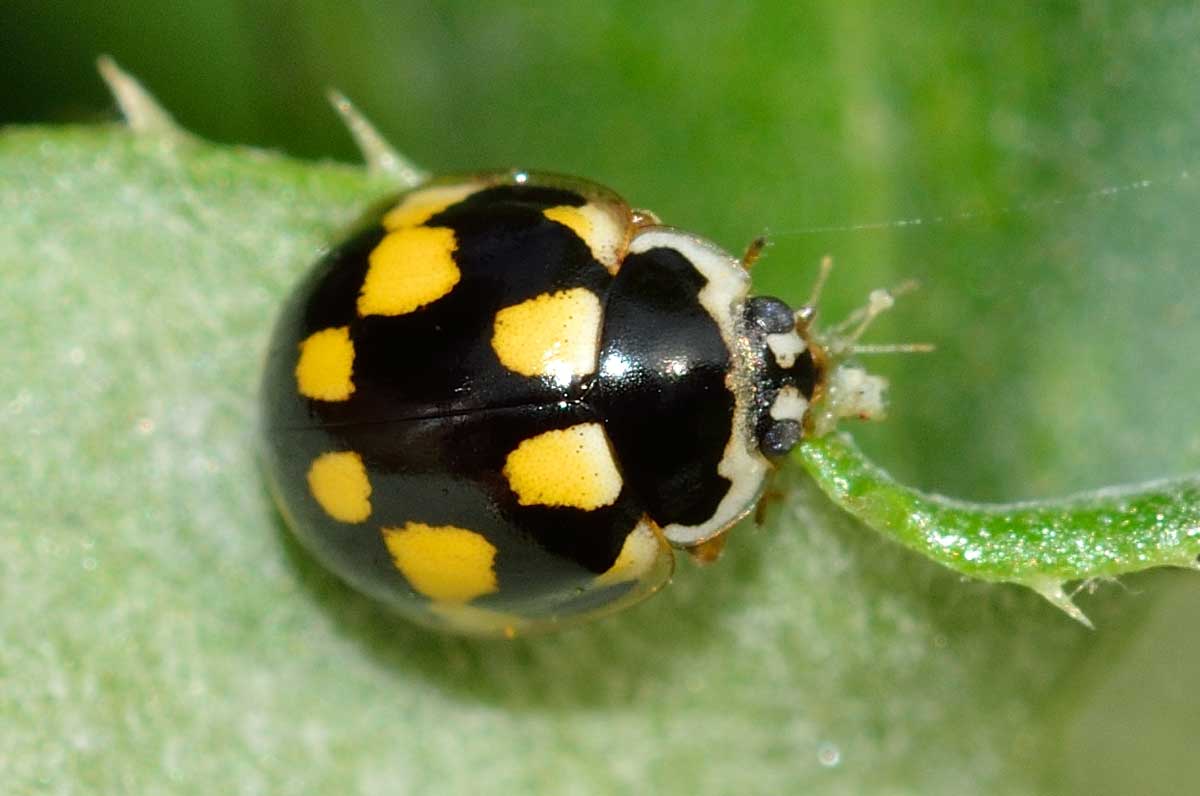 Propylea quatuordecimpunctata, Coccinellidae