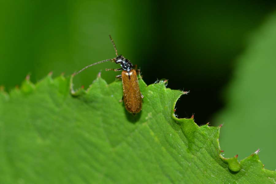 Da identificare: fam. Cantharidae