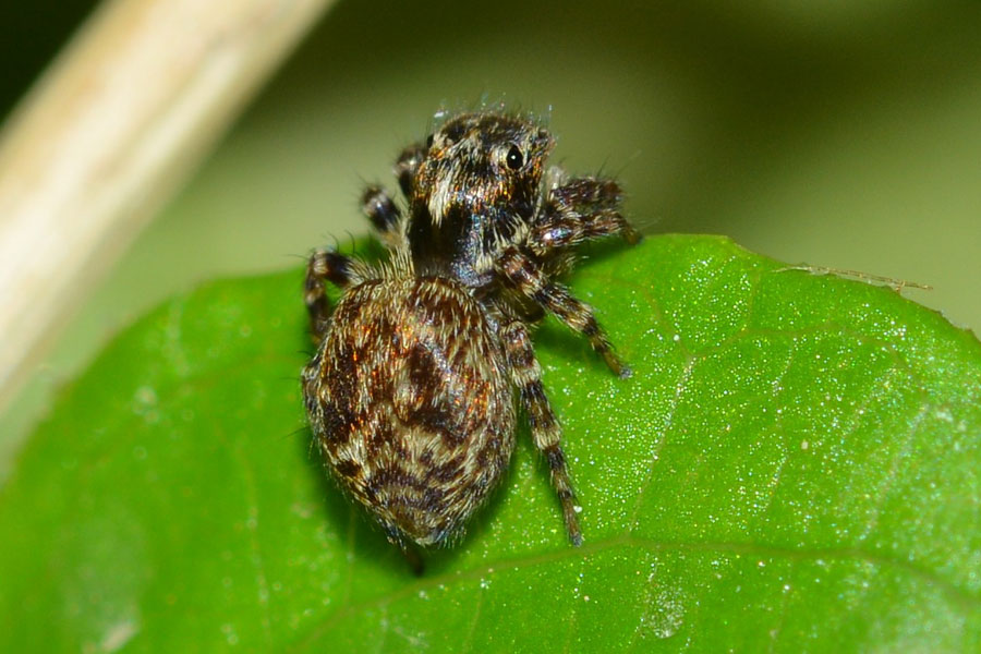 Euophrys sp. - Novara (NO)