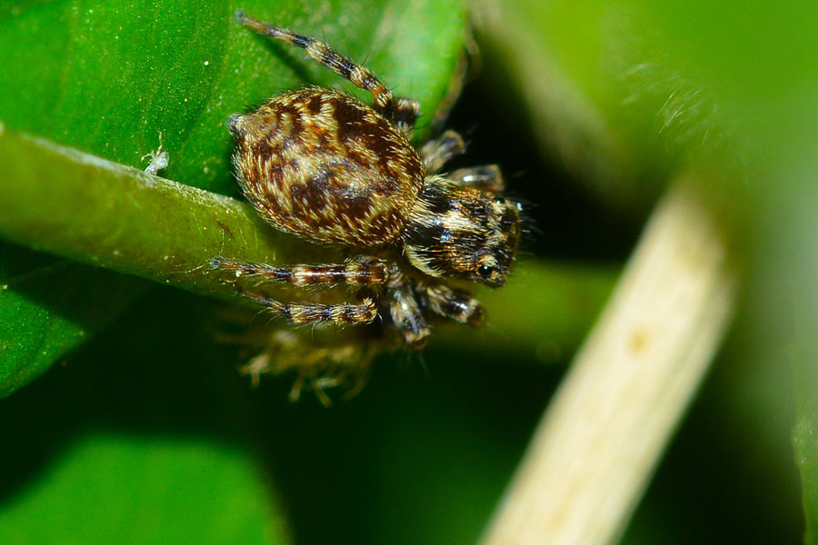 Euophrys sp. - Novara (NO)