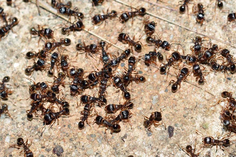 Grande ammucchiata: Tetramorium sp.