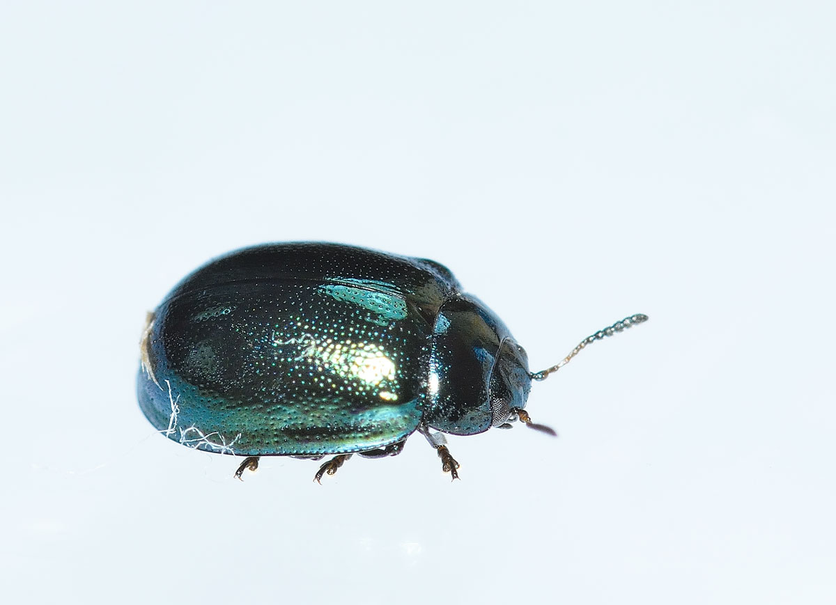 Linaeidea aenea, Chrysomelidae