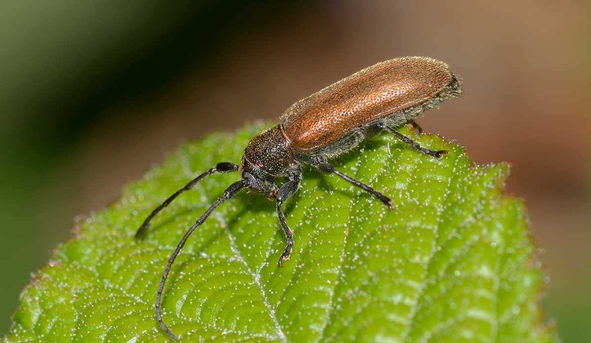 Cerambycidae: Anaesthetis testacea