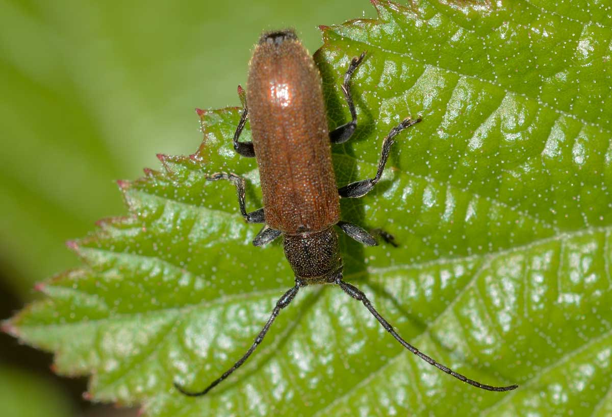 Cerambycidae: Anaesthetis testacea