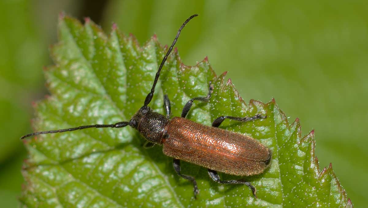 Cerambycidae: Anaesthetis testacea