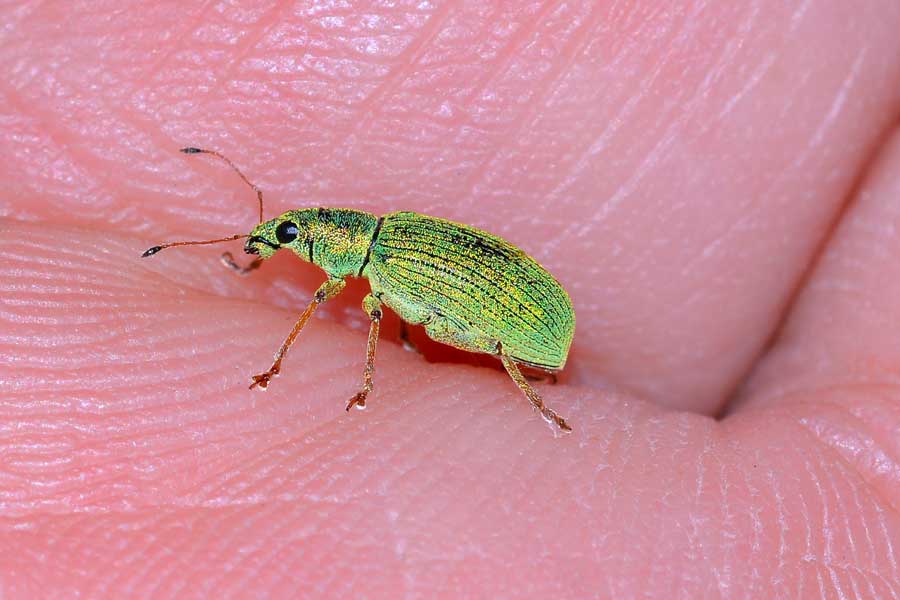 Da identificare - Polydrusus formosus