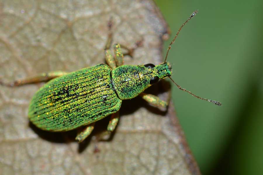 Da identificare - Polydrusus formosus