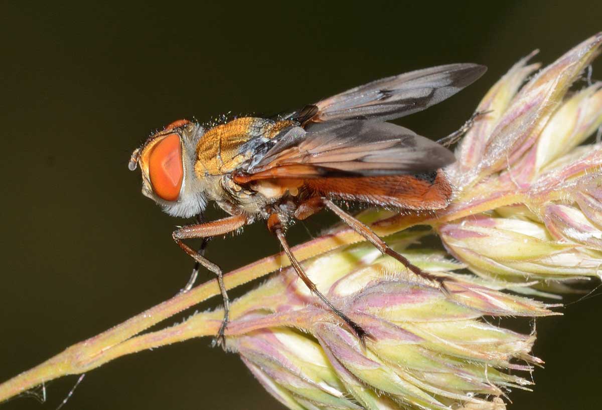 Ectophasia sp. - maschio (Tachinidae)