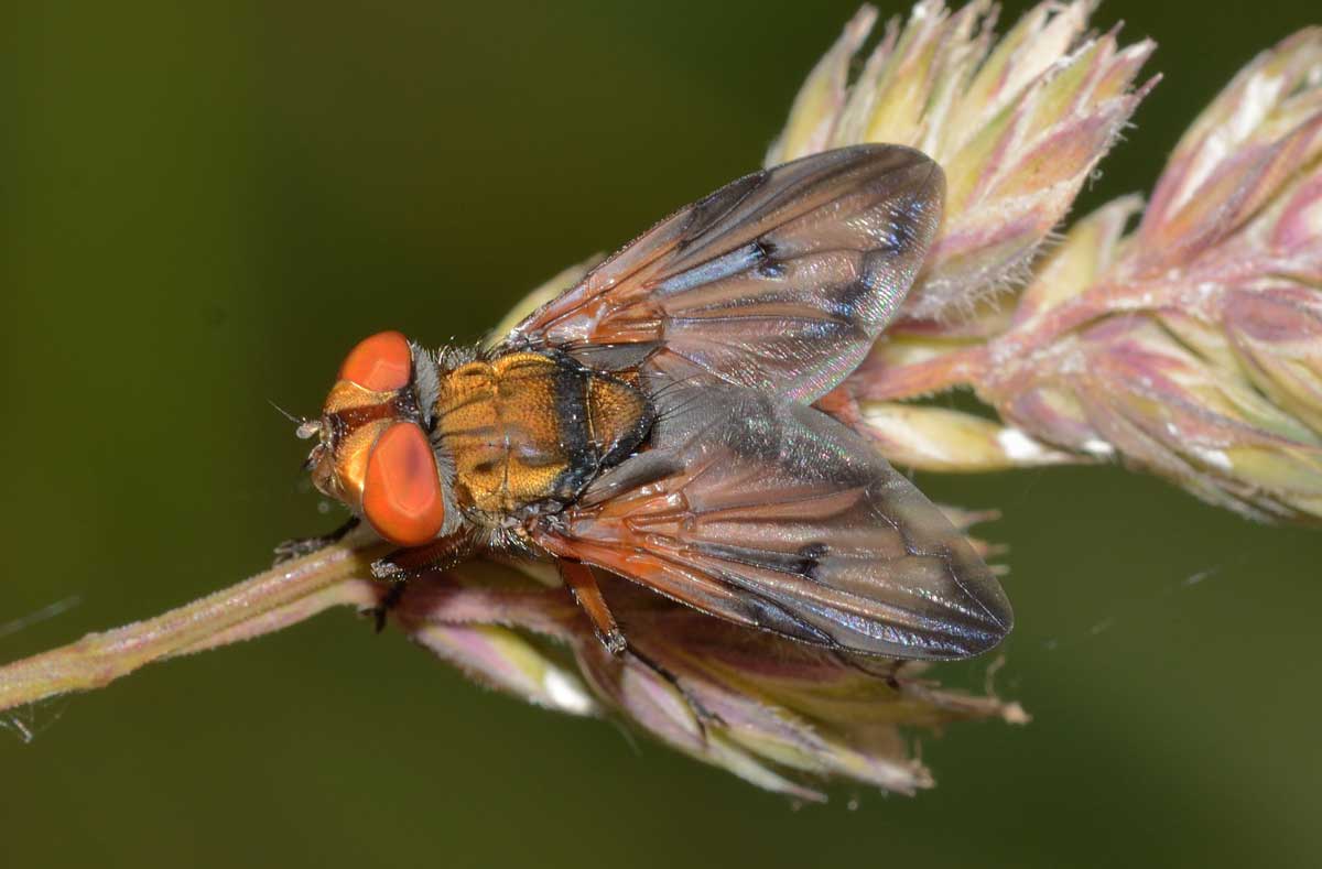 Ectophasia sp. - maschio (Tachinidae)