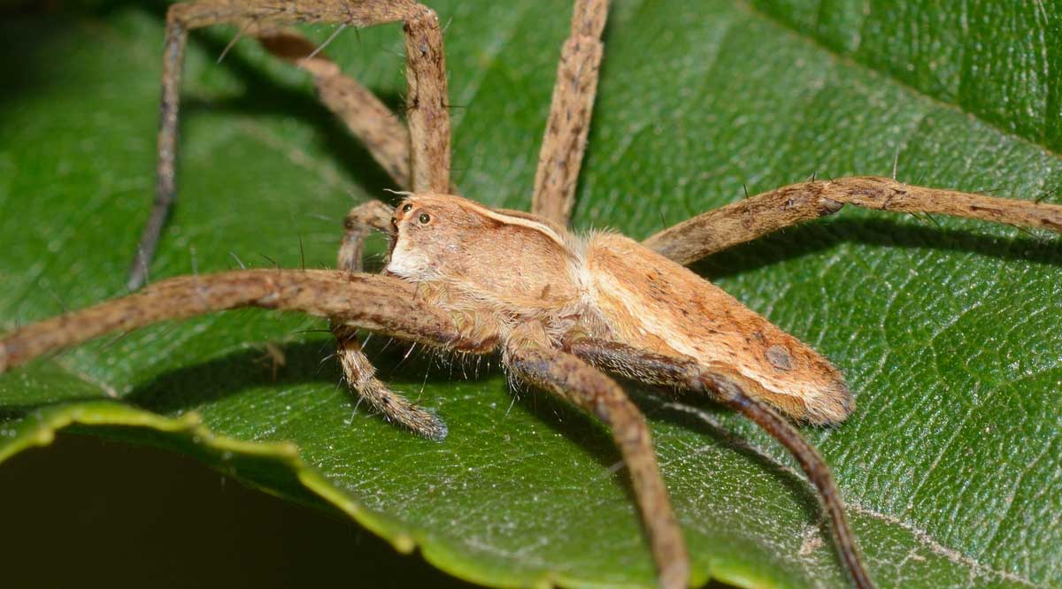 Pisaura sp. con nursery - Novara