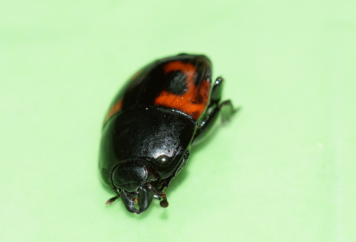 Hister quadrimaculatus, Histeridae