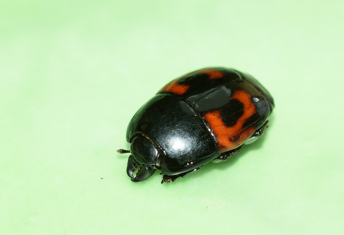 Hister quadrimaculatus, Histeridae