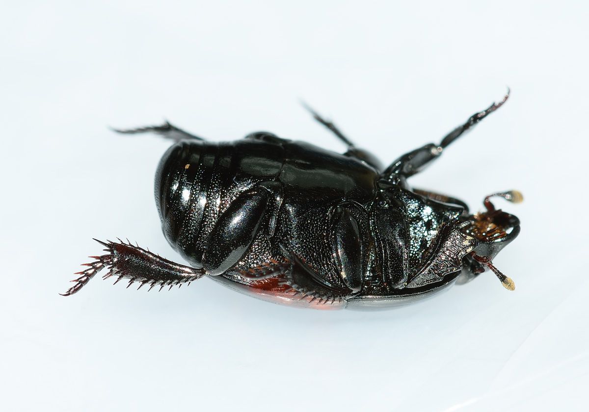 Hister quadrimaculatus, Histeridae