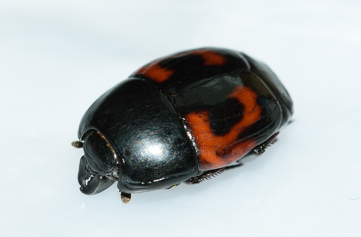 Hister quadrimaculatus, Histeridae